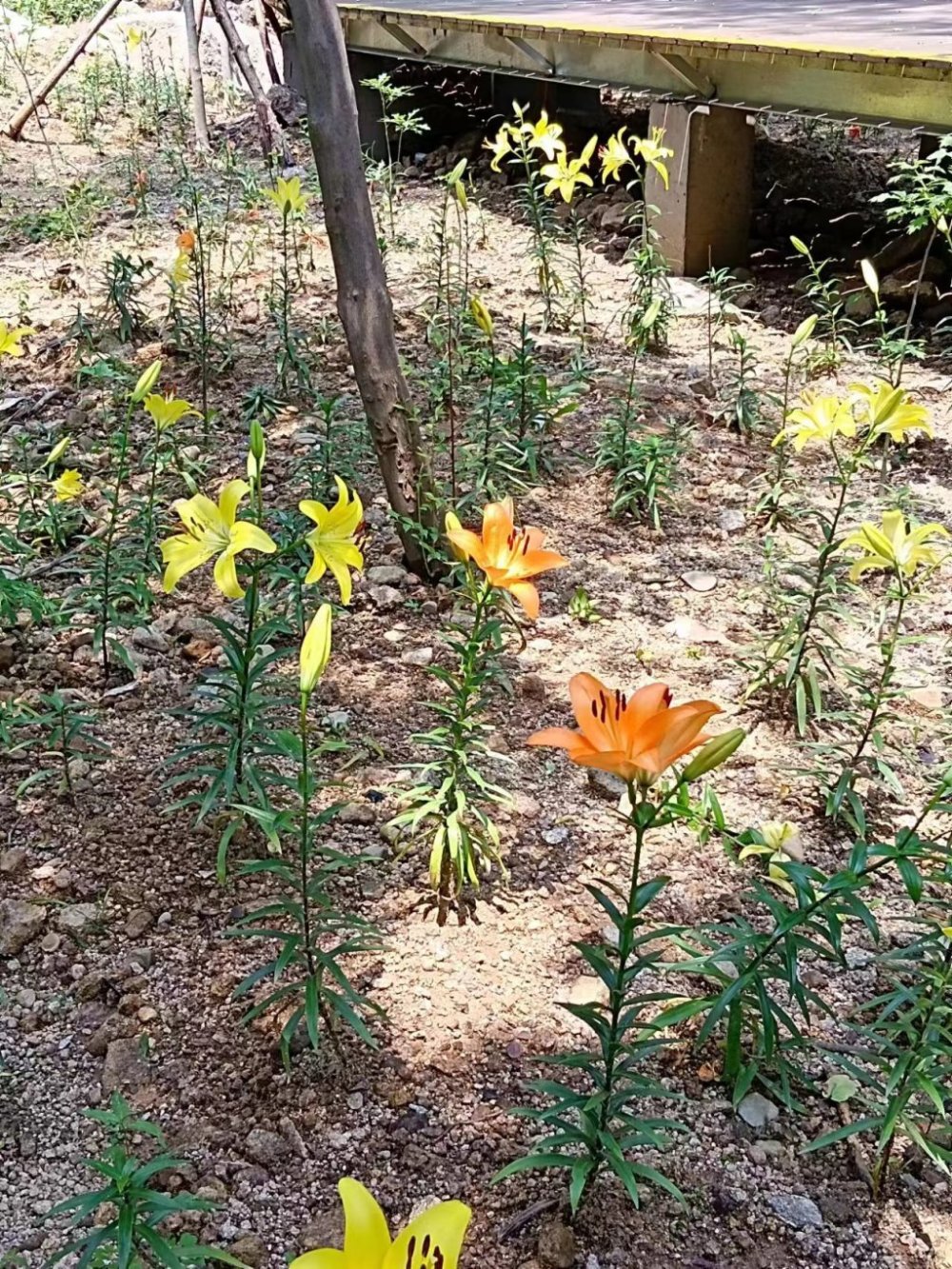 山姜花（山姜子花的图片） 第16张