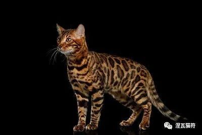 孟加拉猫丨棕色