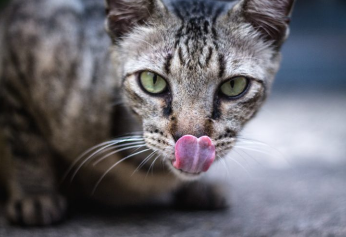 猫咪舔唇是为何？猫咪舔嘴唇的7个原因！_腾讯新闻