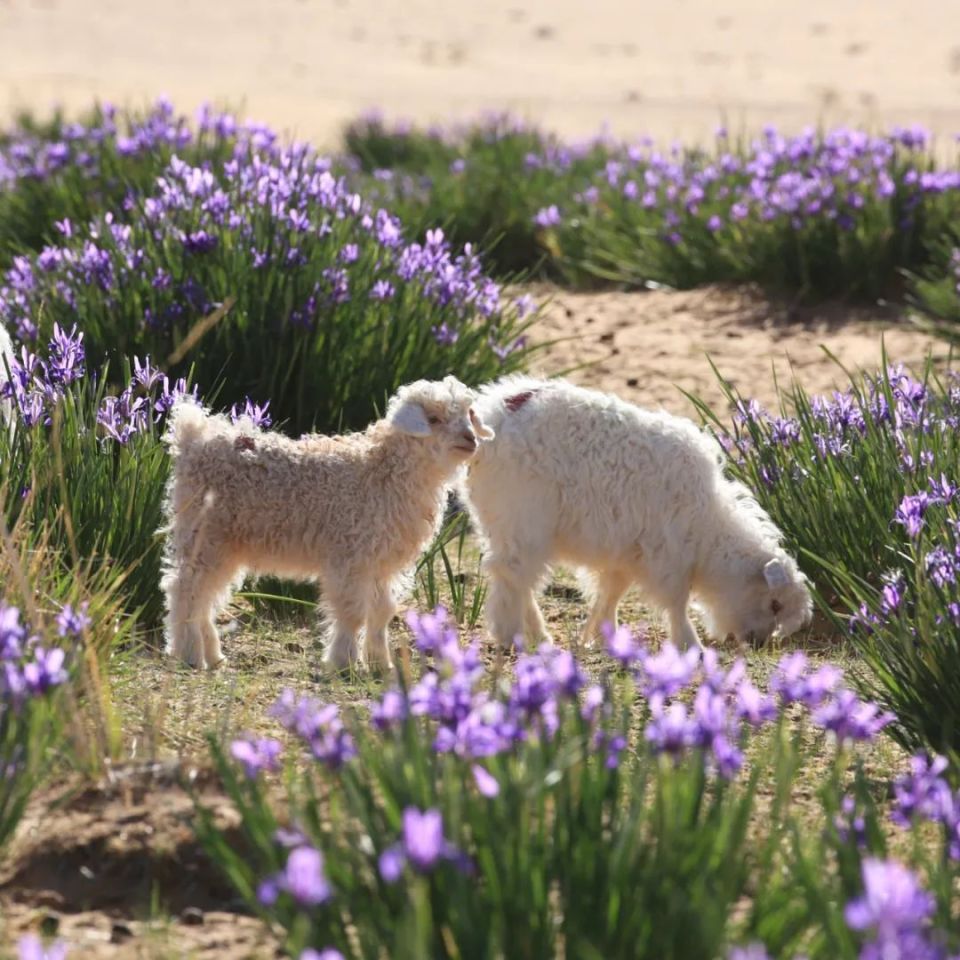 镜见·多彩阿拉善丨马兰花开,一场蓝紫色的浪漫