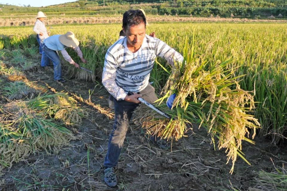 让"良田"回归"粮田"—— 楚雄州农业农村局被表扬为云南省耕地保护