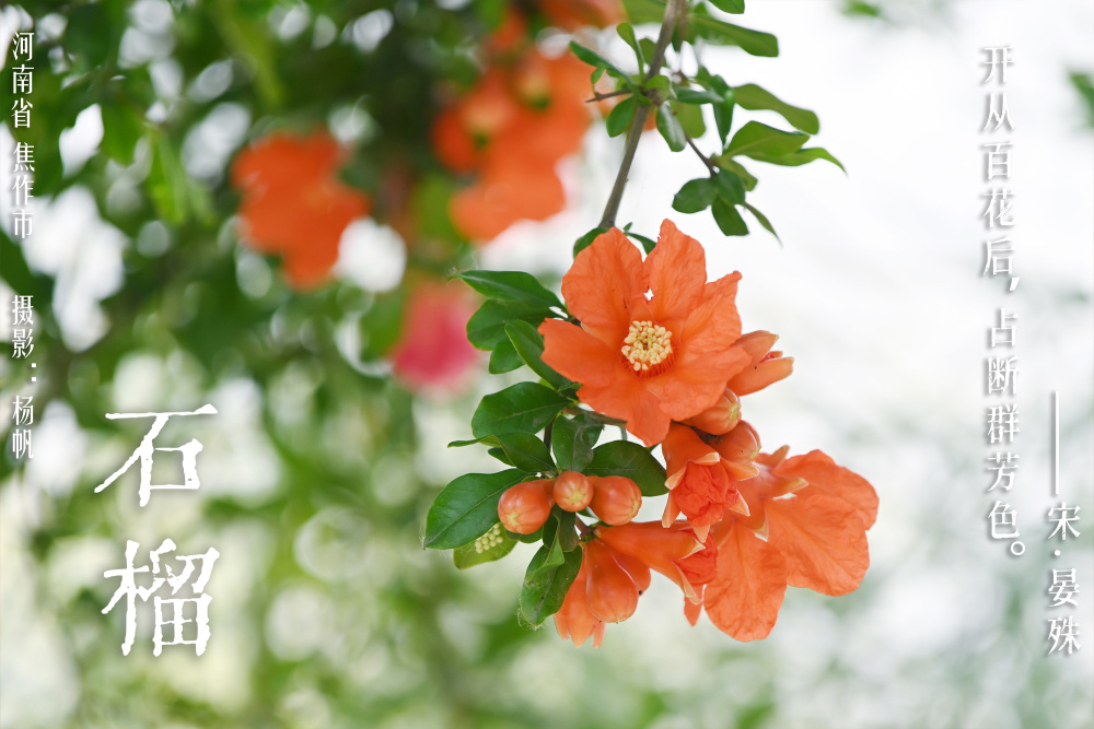 华夏花神·石榴|夏日花开明似火,多少罗裙羡此红