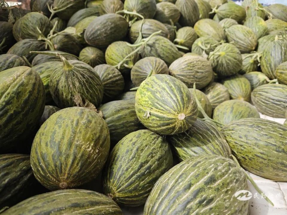 沙漠"冰激凌"——民勤县红沙梁镇斗牛小瓜让你甜蜜一夏