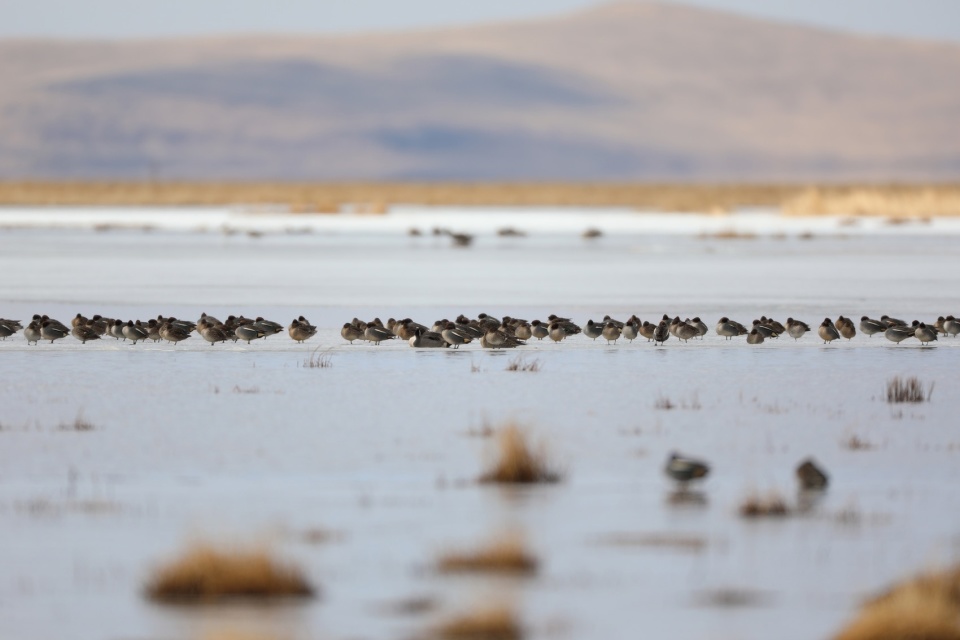 c视频丨新增7种今春若尔盖湿地花湖区域已记录鸟类30种