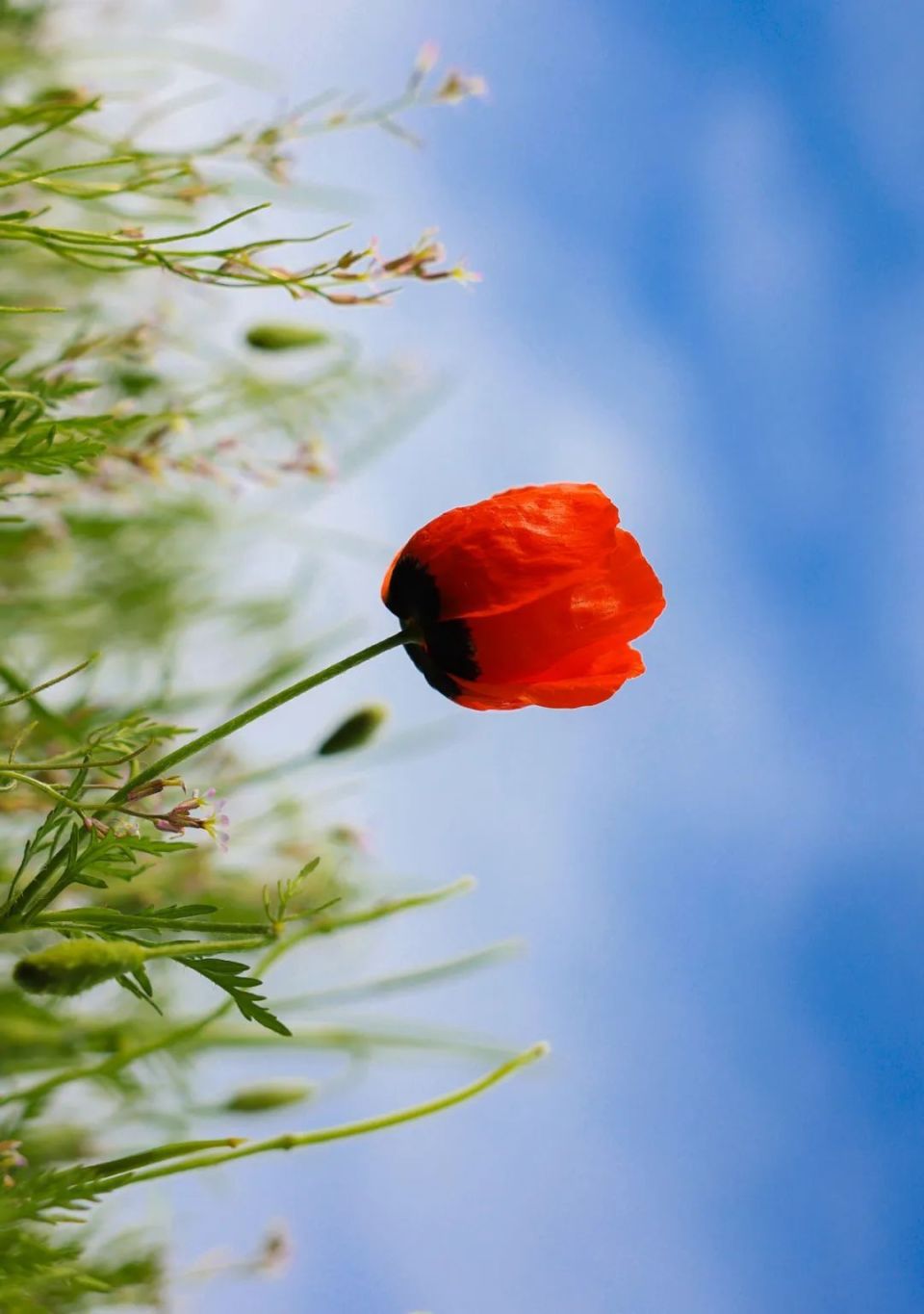 美丽新源:天山红花映红草原