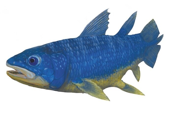 卵胎生的宽泪颧骨罗平空棘鱼