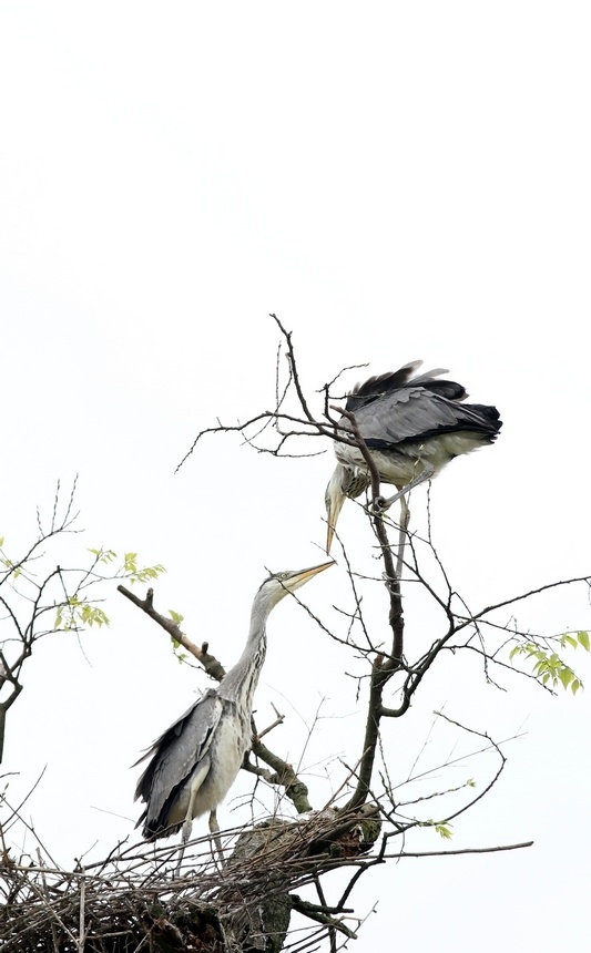 习水生态环境美苍鹭偕春归