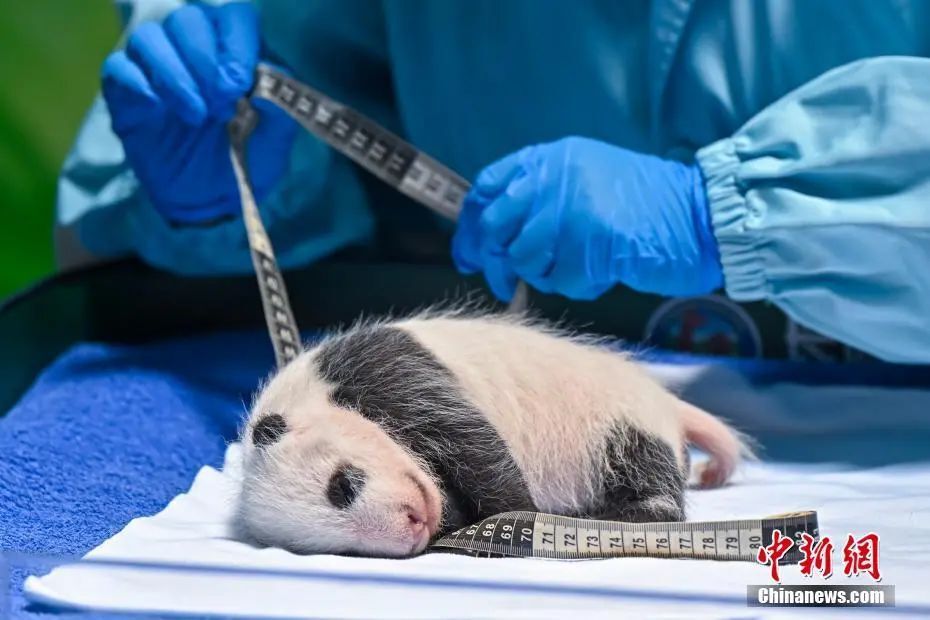 壁纸 动物 海洋动物 鲸鱼 桌面 930_620