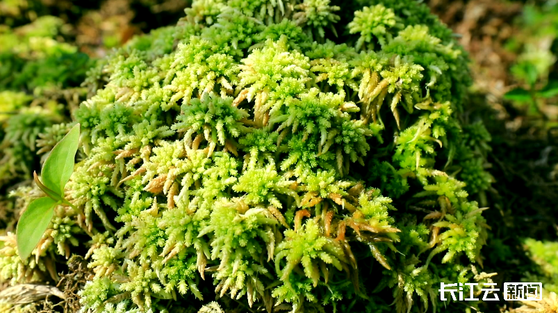 恩施咸丰发现国家二级保护野生植物多纹泥炭藓