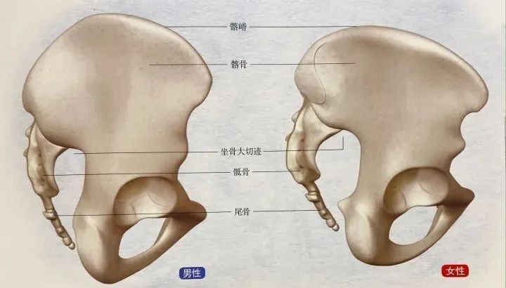 坐骨棘解剖图图片