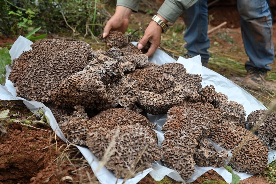 专家解读白蚁大爆发:正处于交配期,可从地下进入建筑