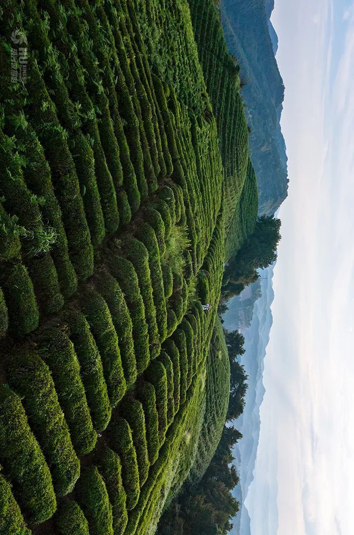 茶山图片美图高清图片图片