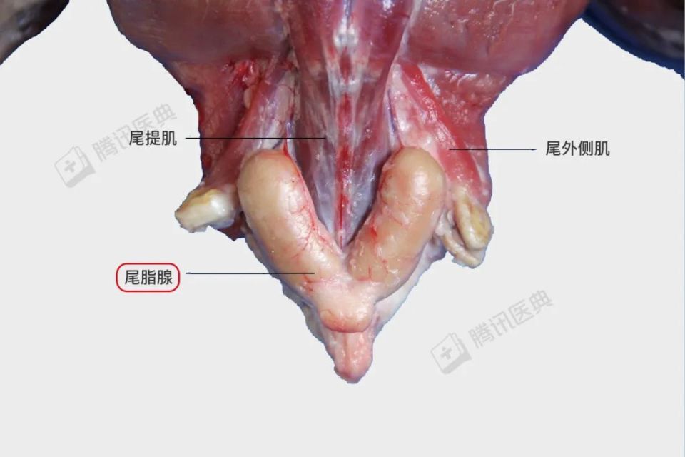 鸭子浑身都是宝,但 1 个部位千万别吃!广东人都不一定知道
