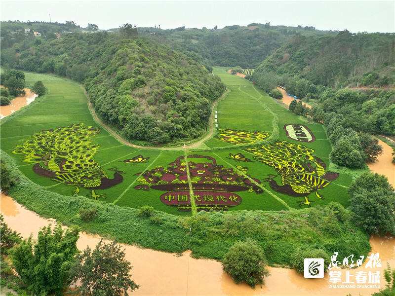 宜良耿家营"两湾"插秧忙