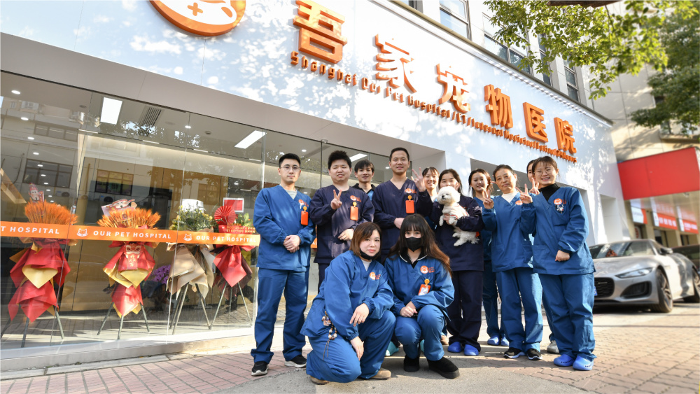 宠物医疗设备包括哪些2026年徐汇靠谱的宠物医生推荐，母犬腹腔镜绝育、猫咪乳糜胸手术、宠物外科、狗狗乳糜胸手术，宠物医生口碑推荐_https://www.jmylbn.com_新闻资讯_第1张