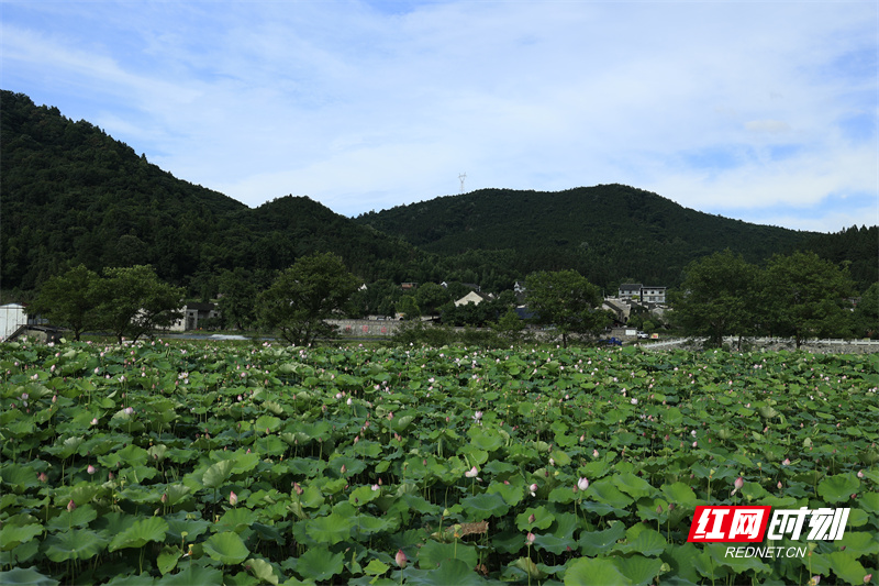 红网时刻新闻7月4日讯(通讯员 陈勇 李勇 何卓)盛夏时节,桂阳县阳山