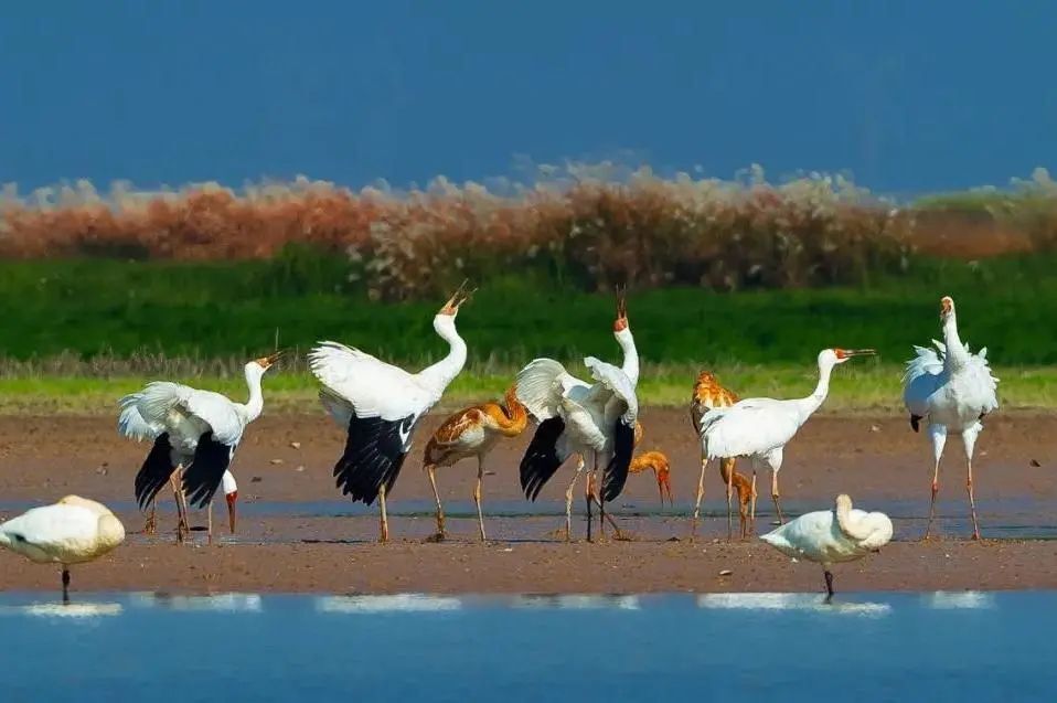 第三届鄱阳湖国际观鸟季鄱阳湖一一人与自然和谐