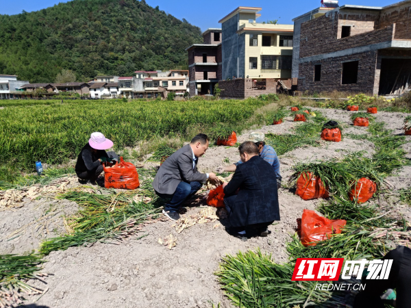 [南方生姜网-图片加载]