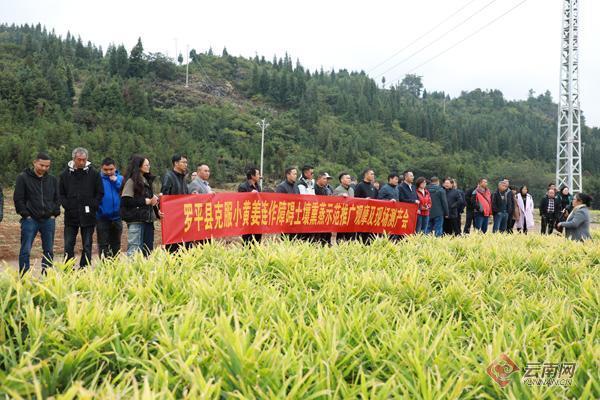 [南方生姜网-图片加载]