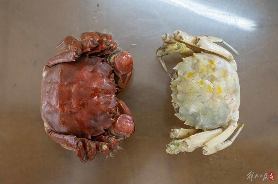白壳蟹今秋上市,专家说:自然演化!口感更鲜甜