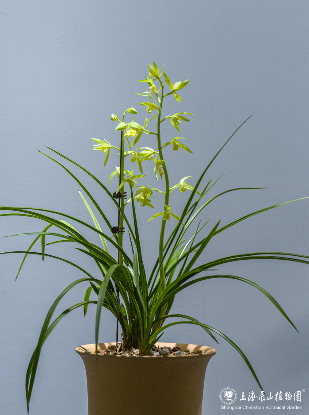 30余种精品蕙兰一次赏!蕙之华国兰特展持续至5月12日,欲赏从速噢