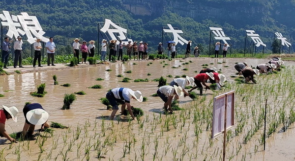 达州万源市玉带乡:田间插秧"比武"忙 赛出乡村好"丰"光