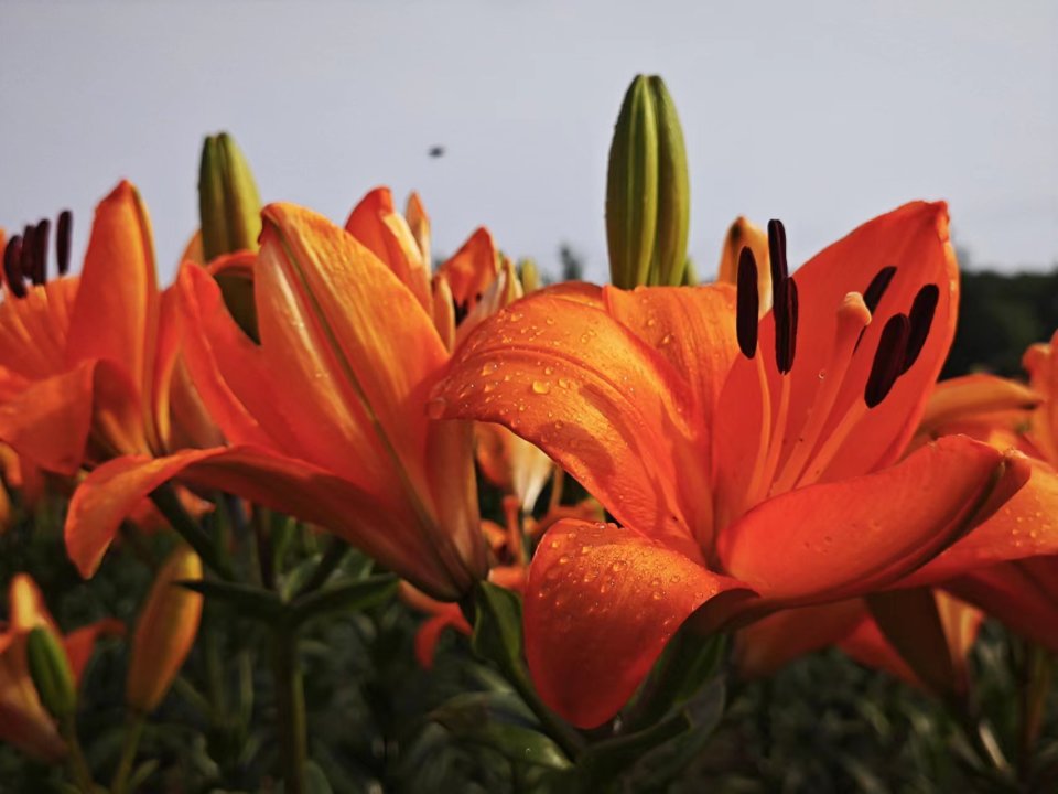 40万株百合花绽放"美丽经济"