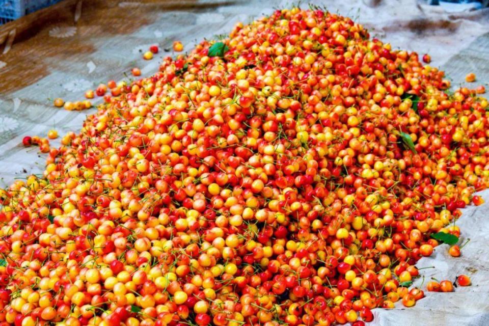 烟台大樱桃新鲜上市,甜蜜爆汁!