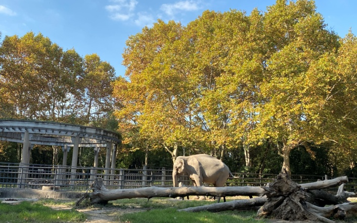 上海动物园用绿色出行相约公园美景吧!