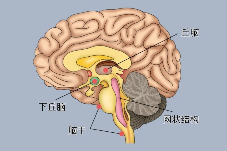 下丘脑是什么图片