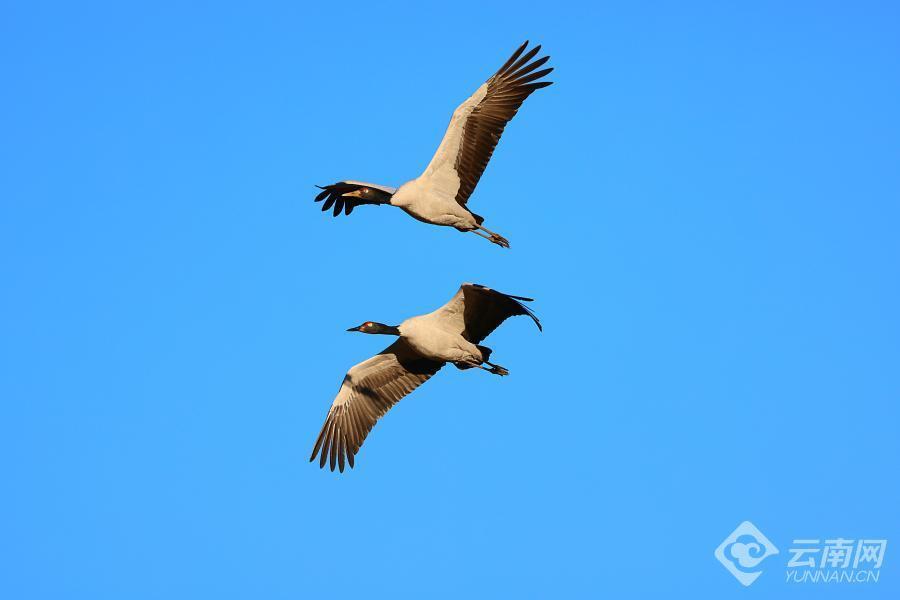 【高清组图】云南昭通:黑颈鹤群恋恋不舍起舞云端暂别大山包