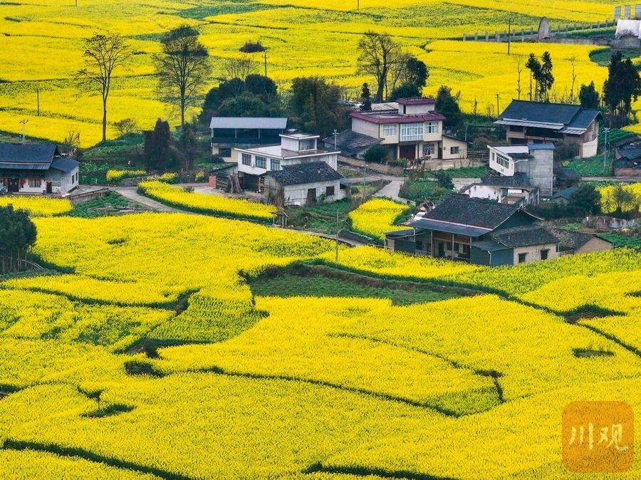睛彩雅安142丨芦山油菜花开春意浓