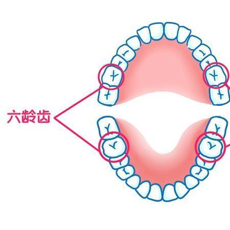 六齡齒究竟指的是哪一顆牙?_騰訊新聞