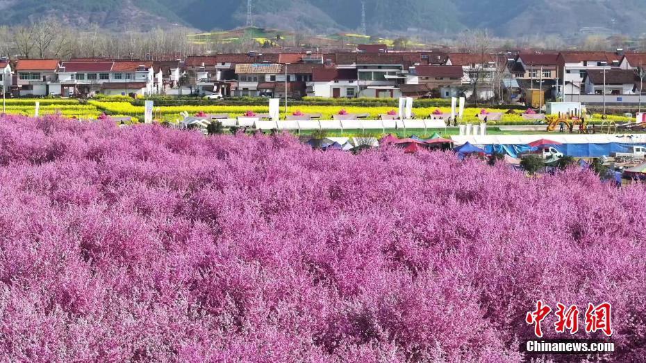 陕西汉中数千棵美人梅迎春绽放