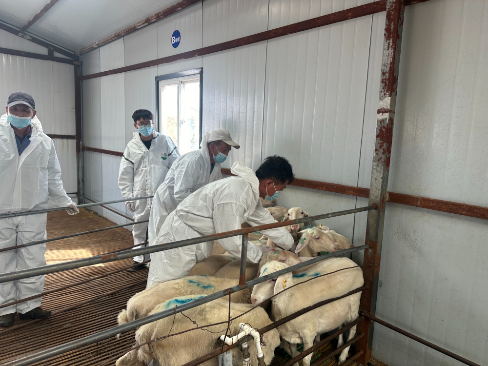 神木市兴菁源牧业有限公司种羊养殖场于2020年7月建设投运,占地280亩.