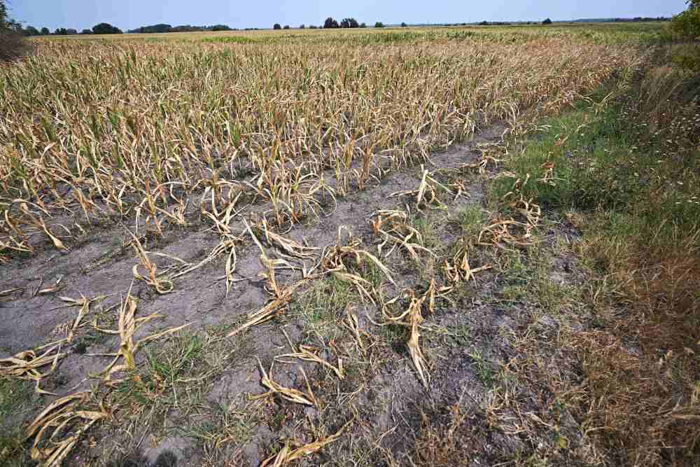 高温干旱影响多地农业