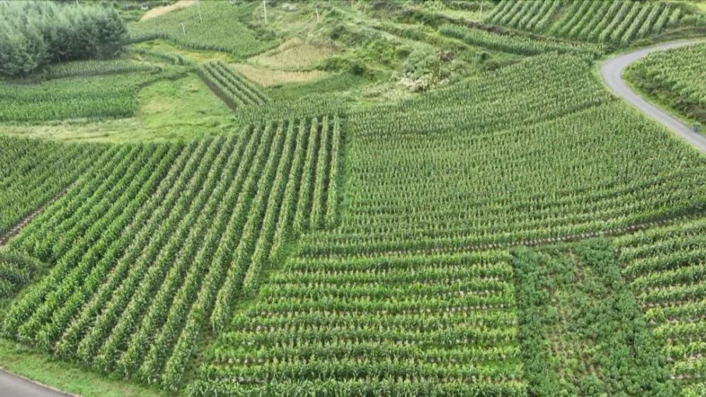 莲峰镇科技赋能助力粮食稳产增产