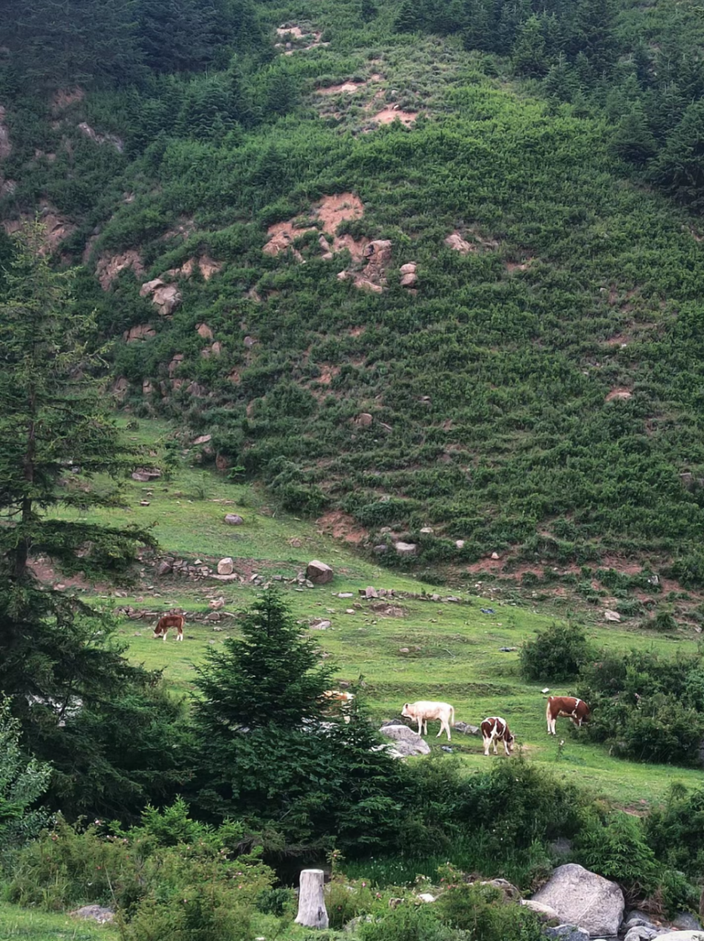 芦芽山景区图片