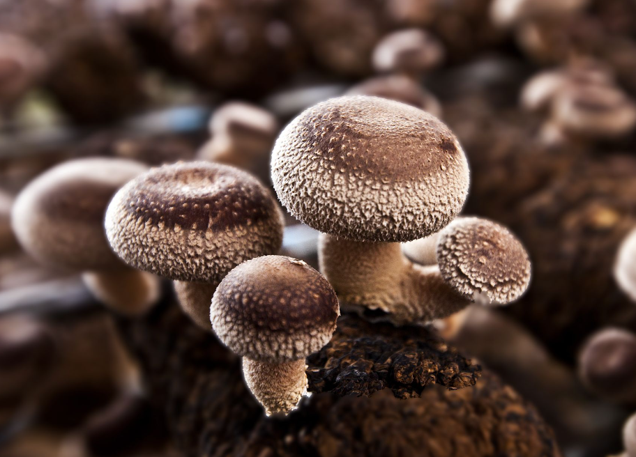 蘑菇能防癌?和它搭配,或有双重防癌效果!现在知道还不晚_腾讯新闻