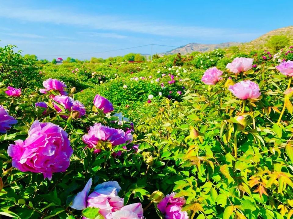 临洮曹家坪牡丹园