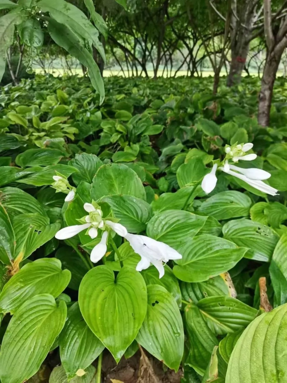 这里的玉簪花美丽盛放