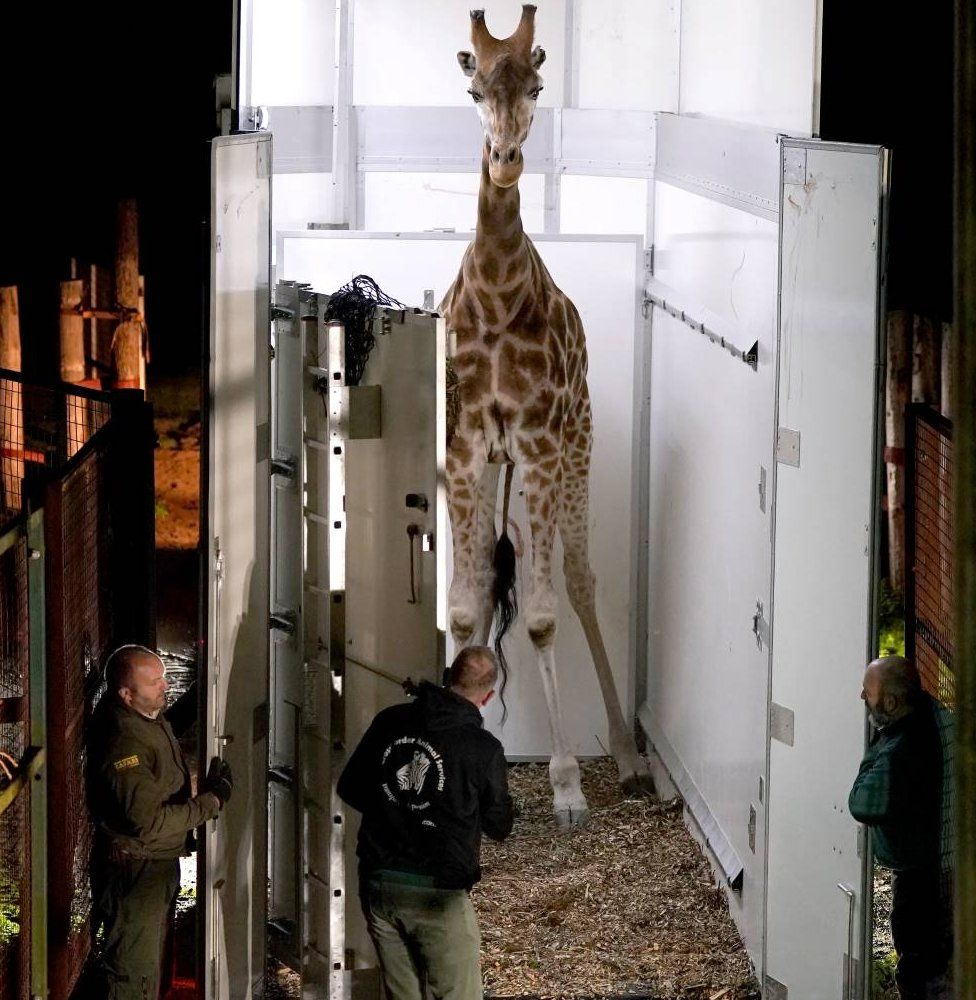 苏格兰引进一只濒临灭绝的雄性罗氏长颈鹿,为十年来首次