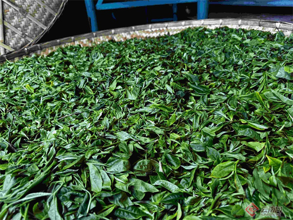 楚雄南华新质生产力助推兔乐之兔街镇探寻从好茶到名茶发展之路