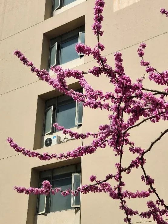 丁香,紫荆,垂丝海棠……季节限定美景正在上线