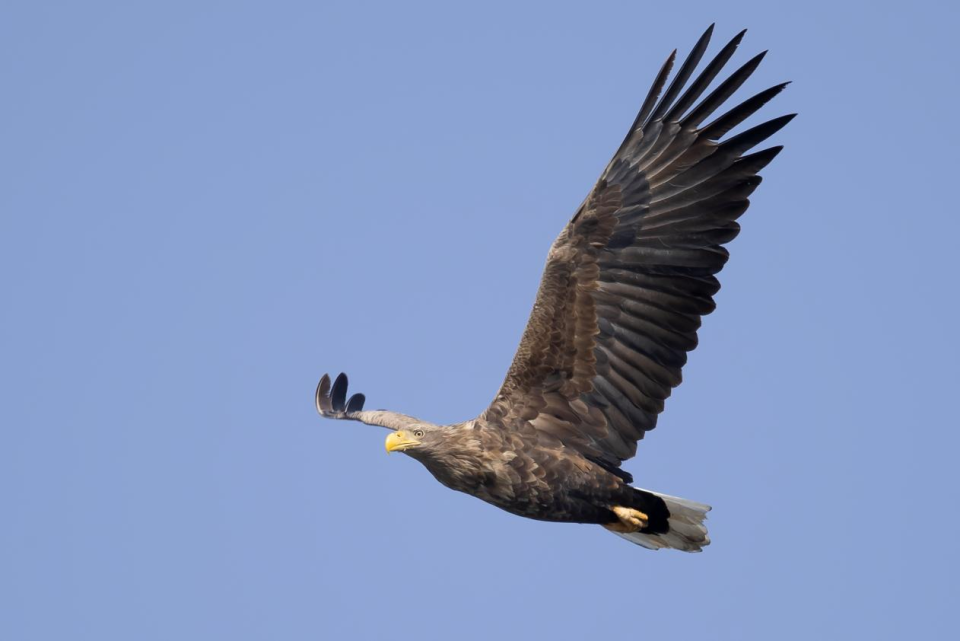 空中老虎白尾海雕再次飞抵平谷