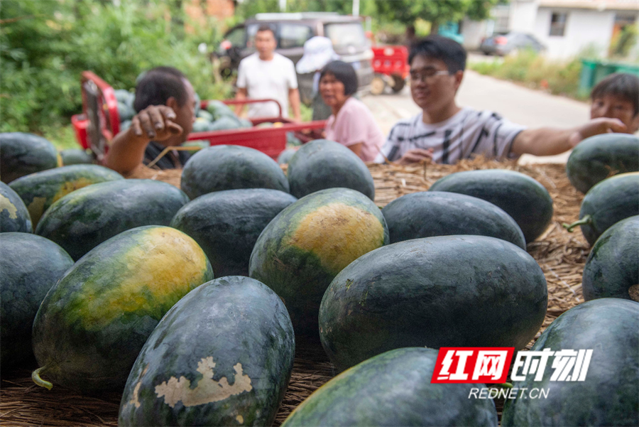 湖南道县:瓜果飘香 "甜蜜"增收(组图)