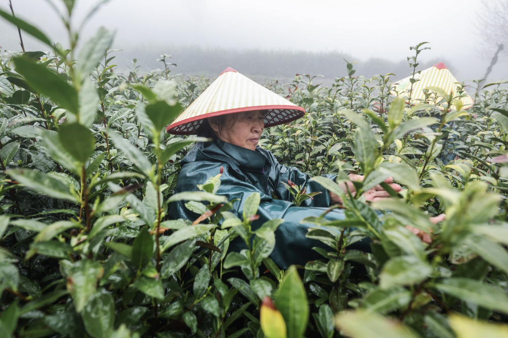 杭州富阳高山云雾茶进入采收季