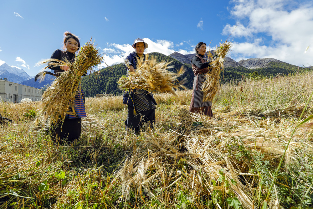 四川亚丁:高原山村青稞喜丰收