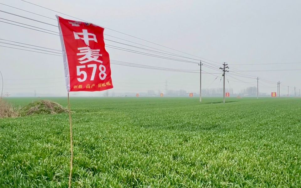五位一体优质强筋品种产业化推广中麦578的破圈之路