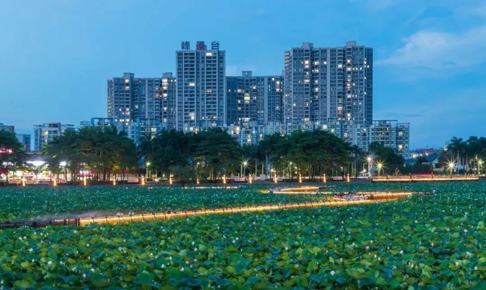 东莞这里的花海上线,满屏的夏日"多巴胺"